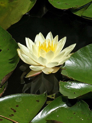 Water Lily Lotus Seeds like new for Aquarium and Pond