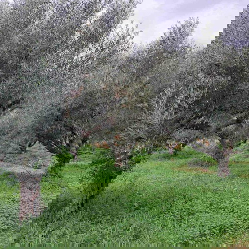 Olive grove 2.5 acres with 55 olive trees in Messinia, Romanos
