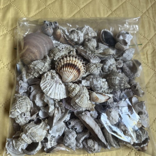 Seashells new for decoration and crafts