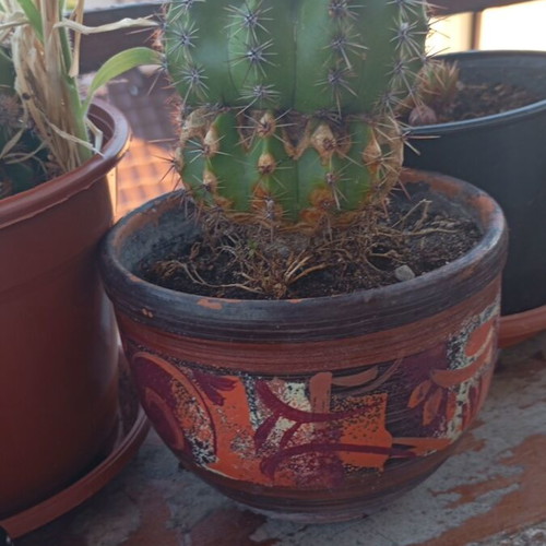 Echinopsis cactus large in hand-painted ceramic pot like new