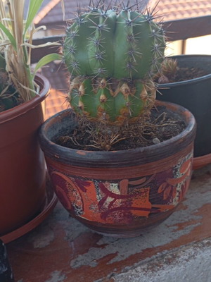 Echinopsis cactus large in hand-painted ceramic pot like new
