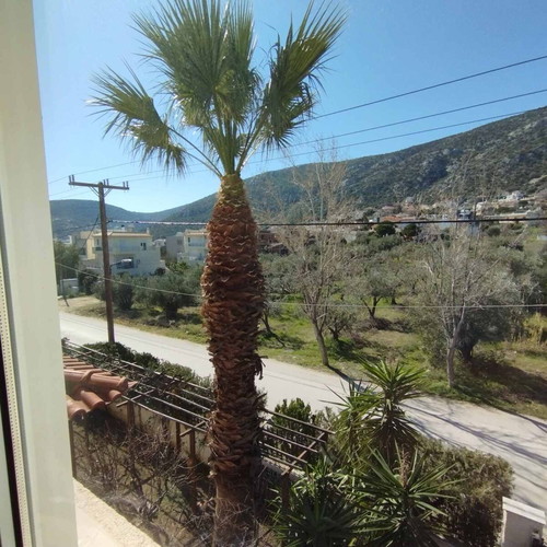 Palm tree new approximately 6 meters