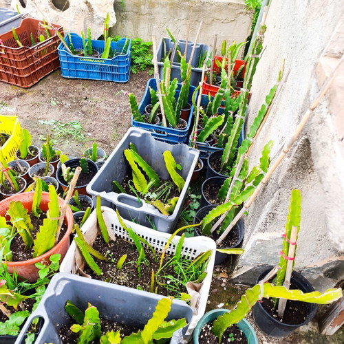 Dragon fruit rooted plants new