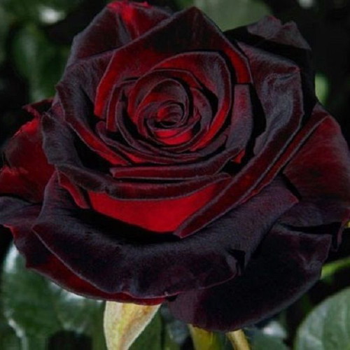 Black Baccara deep red rose seeds, pack of 25