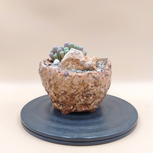 Fenestraria rhopalophylla succulent in handmade pot