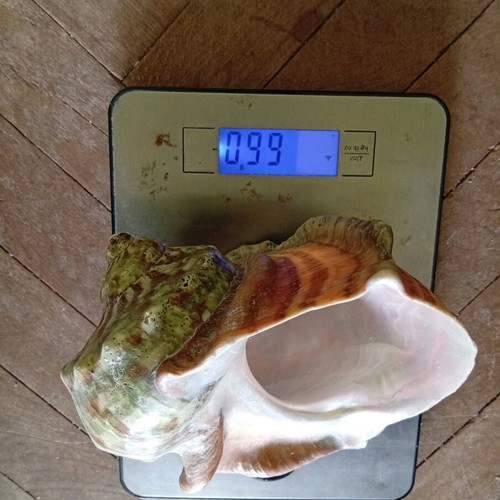 Pearl turban sea shell like new, size 16/16 cm