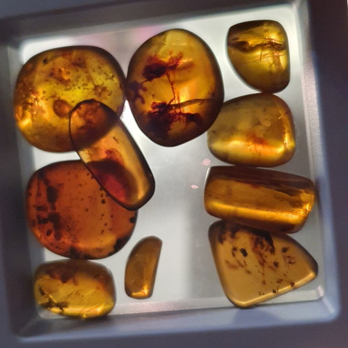 Amber pieces new, pack of 10 with fossilized insects and leaves