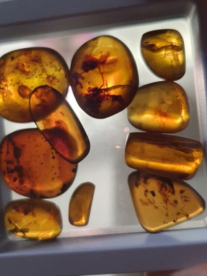 Amber pieces new, pack of 10 with fossilized insects and leaves
