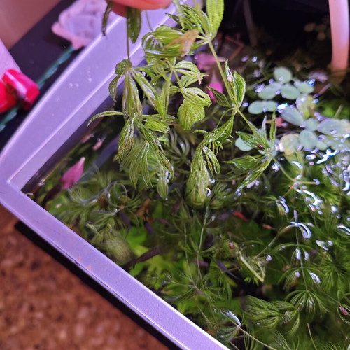 Ceratophyllum Demersum Foxtail Aquarium Plant new