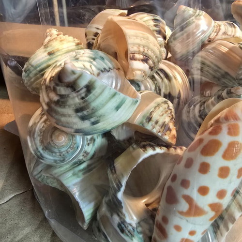 Natural large green Turbo shells set, decorative seashells