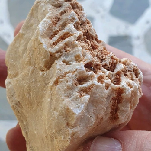 Fossilized Coral like new from Greece, Evros