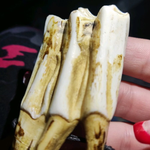 Collectible Argentine necklace like new made of bull bones