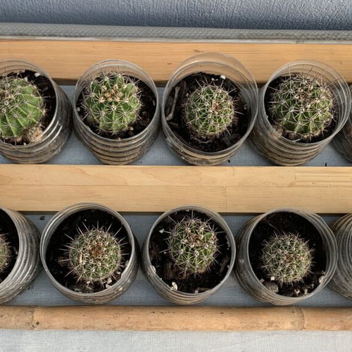 Echinopsis cacti, 14 three-year-old plants