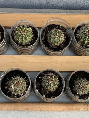 Κάκτοι Echinopsis σαν καινούργιοι, πακέτο 14, 3 ετών, ανθισμένοι