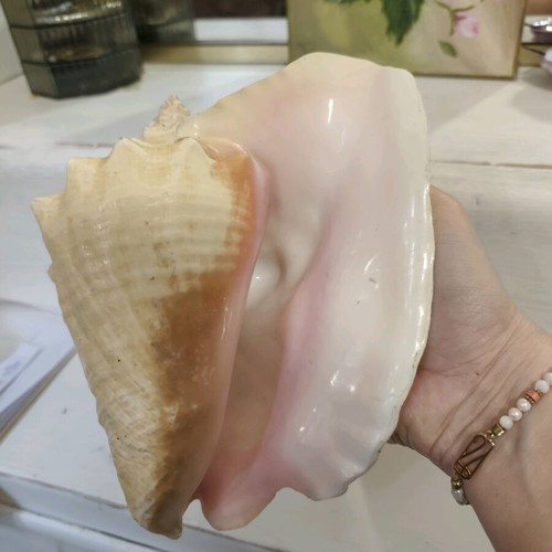 Large natural shell like new