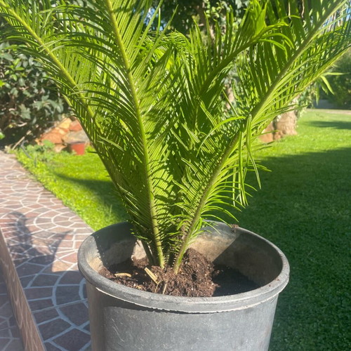 Cycas from 40-year-old healthy plant