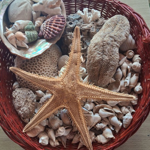 Basket with seashells like new