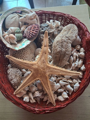 Basket with seashells like new