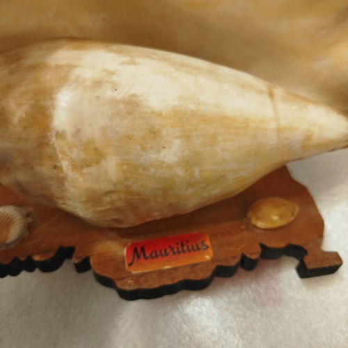 Vintage shell lamp used from Mauritius