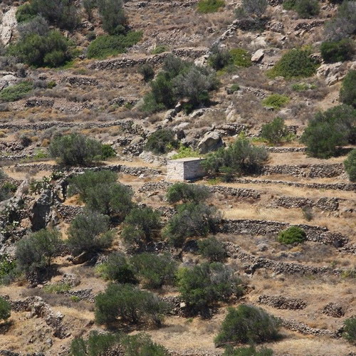 Agricultural land 2,370 m² with 21 olive trees, out of plan, mountain view in Elaionas