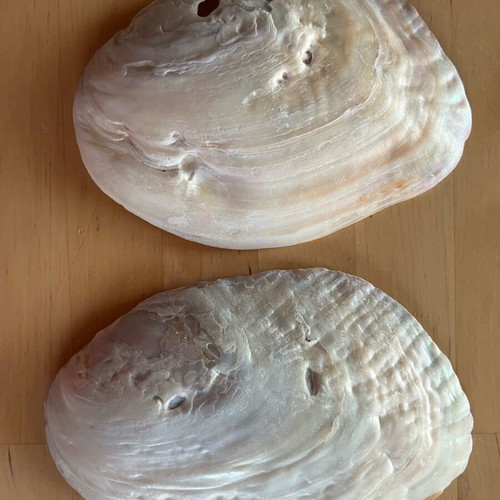 Mother of pearl shells used, pack of 2 large