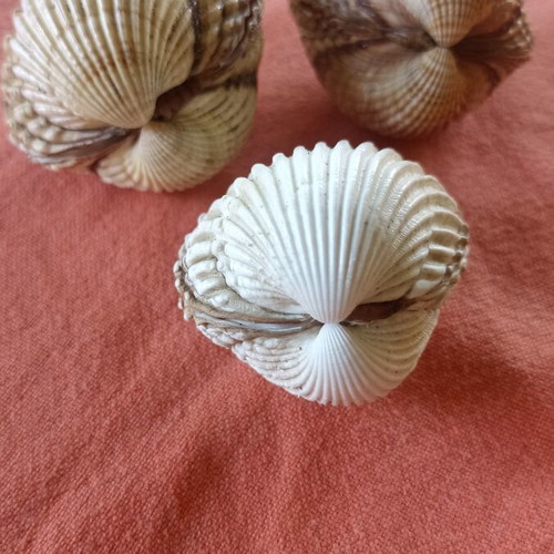 Nautical Decor Set 3 Natural Double Cockle Shells Acanthocardia like new