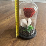 Forever rose used, red