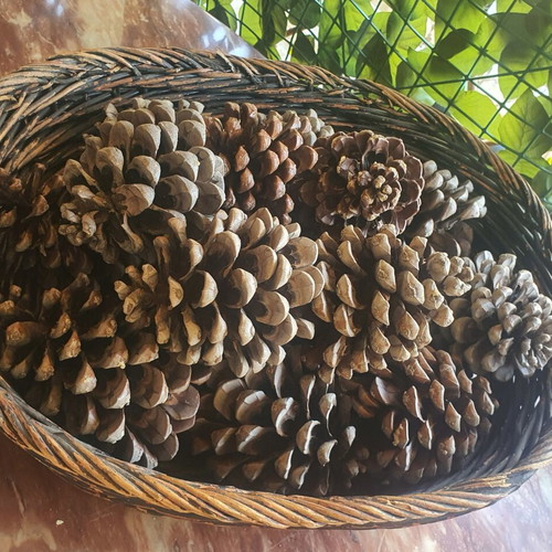 Basket with 15 pine cones