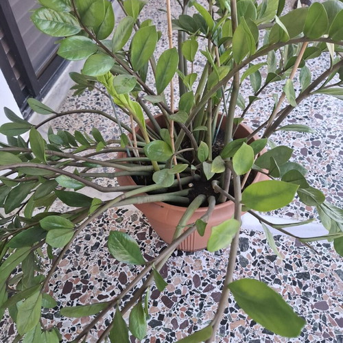 Zamioculcas plant, large, 1 meter tall, lush foliage