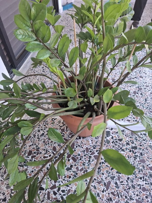 Zamioculcas plant, large, 1 meter tall, lush foliage