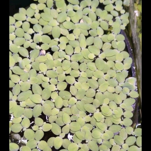 Salvinia Minima Aquarium Plant like new
