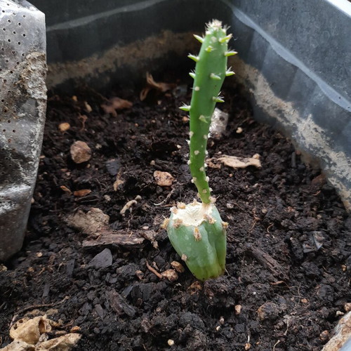 Small prickly pear cactus about 8 cm tall