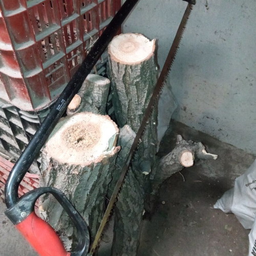 Bow saw used, 82 cm length