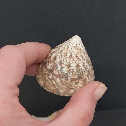 Collection of Exotic Seashells and Corals like new, 11 natural specimens