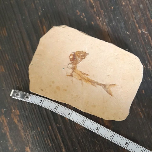 Fish fossils used, set of 2 pieces