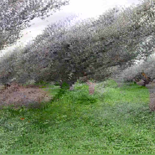 Olive grove 2.5 acres with 55 olive trees in Messinia, Romanos
