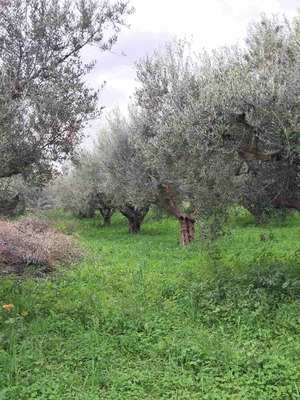 Olive grove 2.5 acres with 55 olive trees in Messinia, Romanos