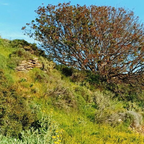 Andros Land Plots 4 Stremmata with Spring and View, Buildable