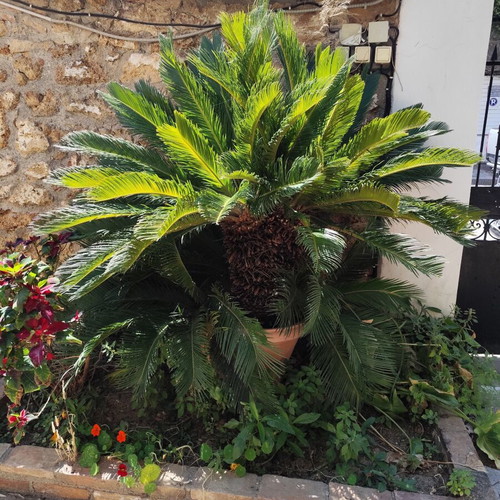 Cycas plant in pot, 25 years old, with 2 younger plants