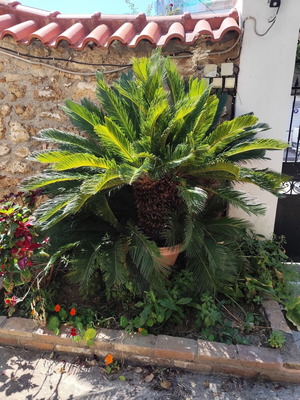 Cycas plant in pot, 25 years old, with 2 younger plants