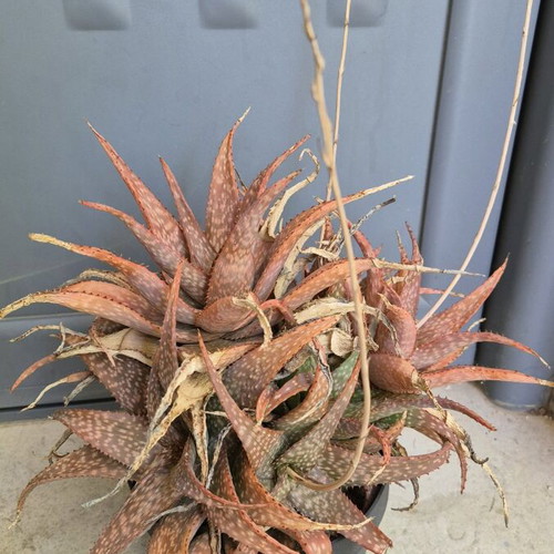 Aloe sp. hybrid new, old flowering plant