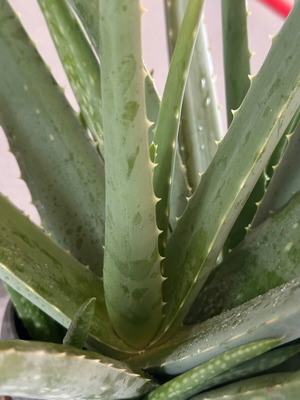 Aloe Vera offshoots new