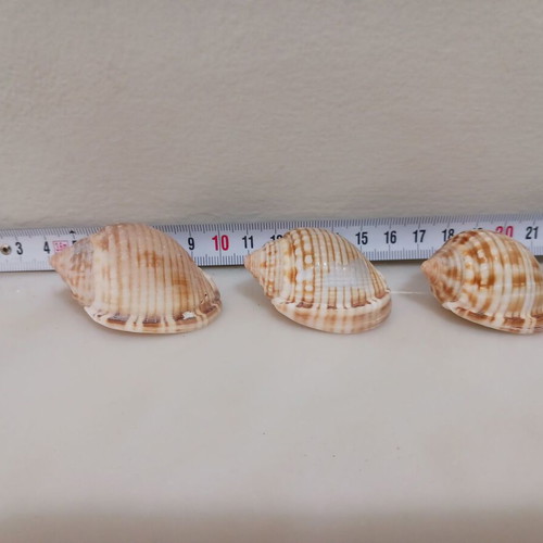 3 Cassidisae shells new, rare, in perfect condition