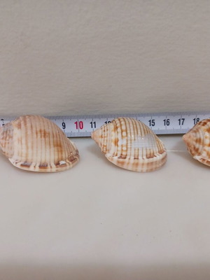 3 Cassidisae shells new, rare, in perfect condition
