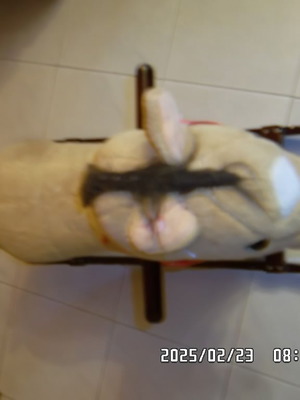Rocking horse used for small children