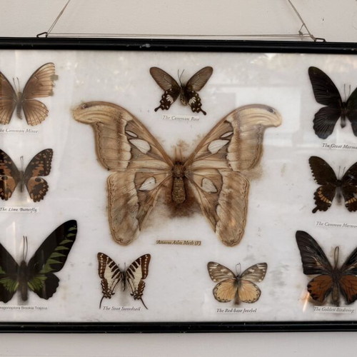Vintage Insect Taxidermy Display with Real Exotic Butterfly Collection used