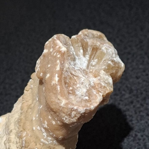 Fossilized Horn Coral with Calcite Crystals like new, 545g