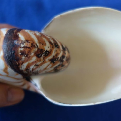 Decorative Nautilus Pompilius shell used
