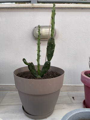 Cactus in big pot new