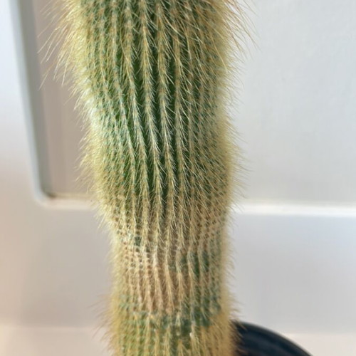 Cleistocactus cactus 20cm height new